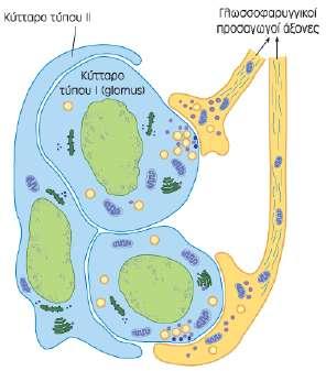 Περιφερικοί χημειο-υποδοχείς Κάθε καρωτιδικό και αορτικό σωμάτιο περιέχει νησίδες 2 κυτταρικών τύπων.
