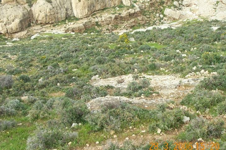 125 هو ق لة سماحها لنواع معمرة أخرى بالنمو بالقرب منها باستثناء أنواع حولية قصيرة سرعان ما تزول بالرعي الجائر وبدايات الصيف الجاف الطويل. وتظهر الصورة رقم ) (1.
