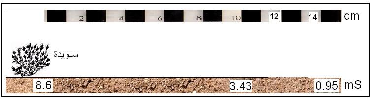 134 قطف / رغل ينشد أم لبيدة مليح سويدة رصا Atriplex halimus Aizoon hispanicum Herniaria hemistemon Salsola tetrandra Suaeda palaestina Salsola vermiculasta ومن بين النواع الملحية التي كشف عنها العمل