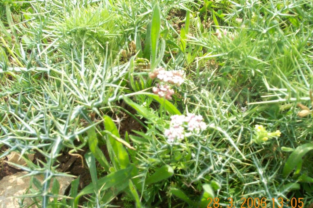 Anthemis