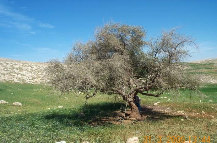 62.2 التين البري Ficus carica يقل انتشار التين البري في مختلف انحاء البرية لتنحصر الشجار المتبقية منه في المناطق الصخرية والبار المتروكة حيث تساعد الرطوبة في نمو هذه الشجار.