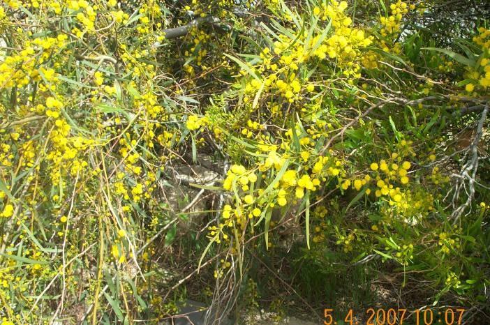 64 جنوب شرق بلدة الزعيم - القدس ورغم أن التتابع النباتي vegetation succession يعتبر ظاهرة جغرافية طبيعية ) (Briggs & Smithson, 1995 إل أنه يكون في برية القدس ضمن منطقة صغيرة يمكن التعرف عليه من خلل