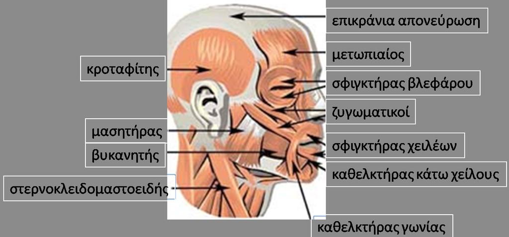 ΚΕΦΑΛΑΙΟ 1 ΤΡΑΧΗΛΟΠΡΟΣΩΠΙΚΕΣ ΛΟΙΜΩΞΕΙΣ Οι τραχηλοπροσωπικές λοιμώξεις αποτελούν καθημερινή ενασχόληση του οδοντιάτρου.