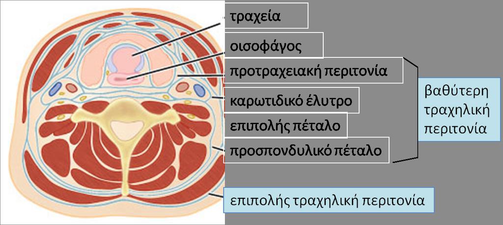 μεταπίπτει και συνέχεται με την ενδοθωρακική περιτονία.