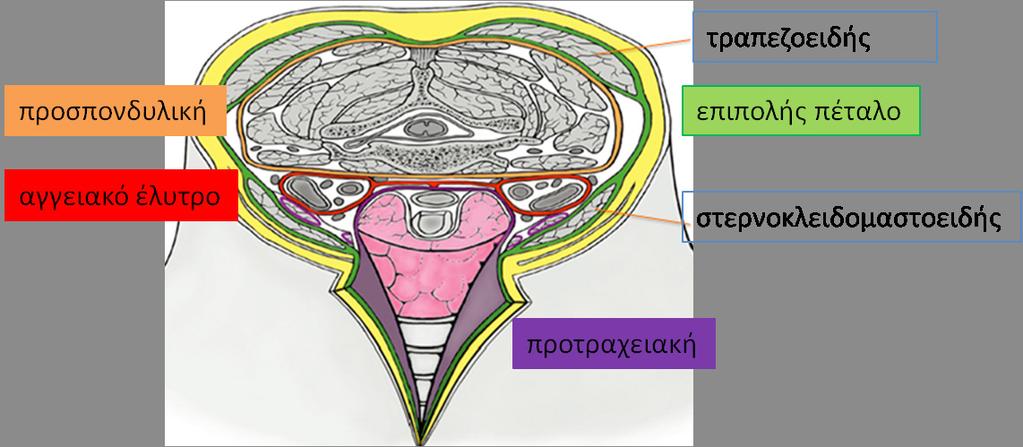 Στην τραχηλοπροσωπική χώρα, η επιπολής περιτονία περιέχει και περιβάλλει τους περισσότερους μυς (στερνοκλειδομαστοειδή, διγάστορα, μασητήρα, έξω