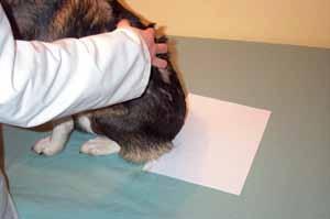Otodectes cynotis Neotrombicula autumnalis Demodex spp. Ενδοπαράσιτα Pelodera, Αγκυλόστομα Συχνός Μάλλον σπάνιες Συχνός Σπάνιος στις γάτες Συχνή Συχνός Συχνή Συχνός Όχι συχνά μέχρι σπάνια Εικόνα 2.