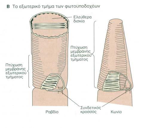 Ραβδιοφόρα & Κωνιοφόρα κύτταρα Φωτοαπορροφητικές οπτικές χρωστικές στο εξωτερικό τµήµα Ρ&Κ.