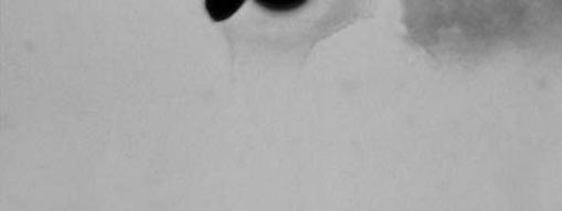 narrow-based yeast with a