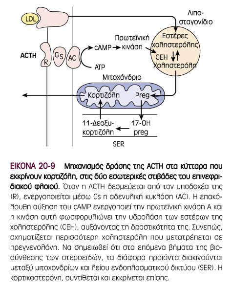 Μηχανισµός δράσης της ACTH στα κύτταρα που εκκρίνουν κορτιζόλη 1) Πρόσδεση ACTH στον υποδοχέα της (R), 2) Ενεργοποίηση της αδενυλικής κυκλάσης (AC) µέσω Gs.