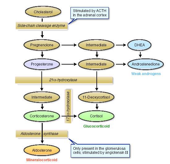 Σύνθεση των στεροειδών ορµονών του φλοιού των επινεφριδίων Χοληστερόλη Ένζυµο αποκοπής πλάγιας αλυσίδας Διέγερση από την ACTH στο φλοιό των επινεφριδίων * Περιοριστικό στάδιο Πρεγνενολόνη DHEA