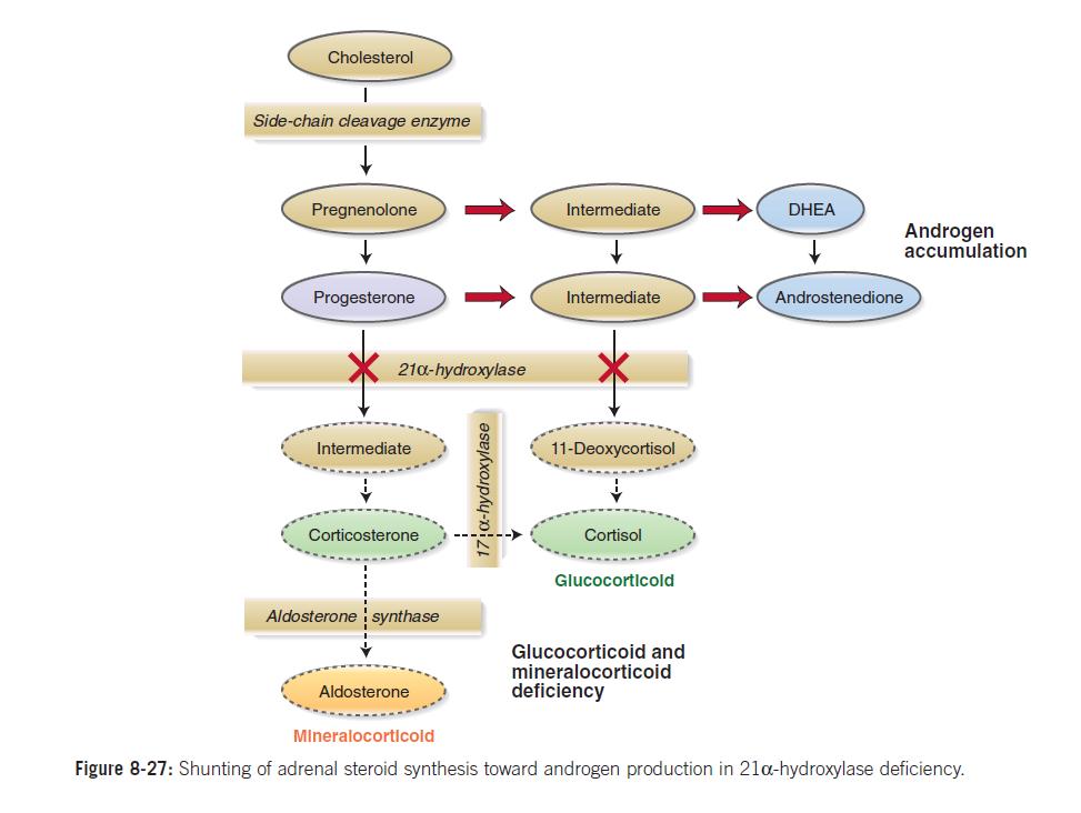 Μεταβολή της δράσης ενός και µόνο ενζύµου του σχήµατος οδηγεί σε διαταραχές στην παραγωγή των διαφόρων τύπων ορµονών ανεπάρκεια υπερέκκριση Ανεπάρκεια 21-α υδροξυλάσης ü Μείωση παραγωγής κορτιζόλης ü