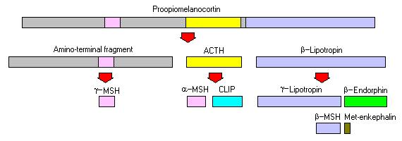Φλοιοτρόπος ορµόνη (ACTH) Πεπτίδιο Φλοιοτρόπα κύτταρα της