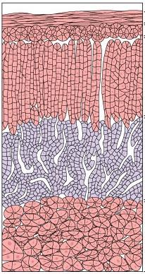 Μορφολογία και ορµόνες των επινεφριδίων Σπειροειδής ζώνη Στηλιδωτή ζώνη Δικτυωτή ζώνη Μυελός Κάψα Επινεφρίδιο Νεφρός Αναγέννηση φλοιού: κύτταρα της σπειροειδούς ζώνης Ο