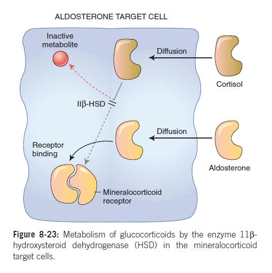 Αλατοκορτικοειδικός υποδοχέας (ΜR) Αλδοστερόνη: µεγάλη συγγένεια Κορτιζόλη: µικρή συγγένεια µεγάλη συγκέντρωση Στα κύτταρα στόχους της αλδοστερόνης η κορτιζόλη