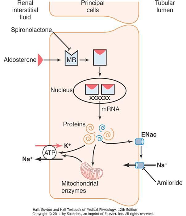 Μηχανισµός δράσης της αλδοστερόνης ü αύξηση του αριθµού των διαύλων Νa ü