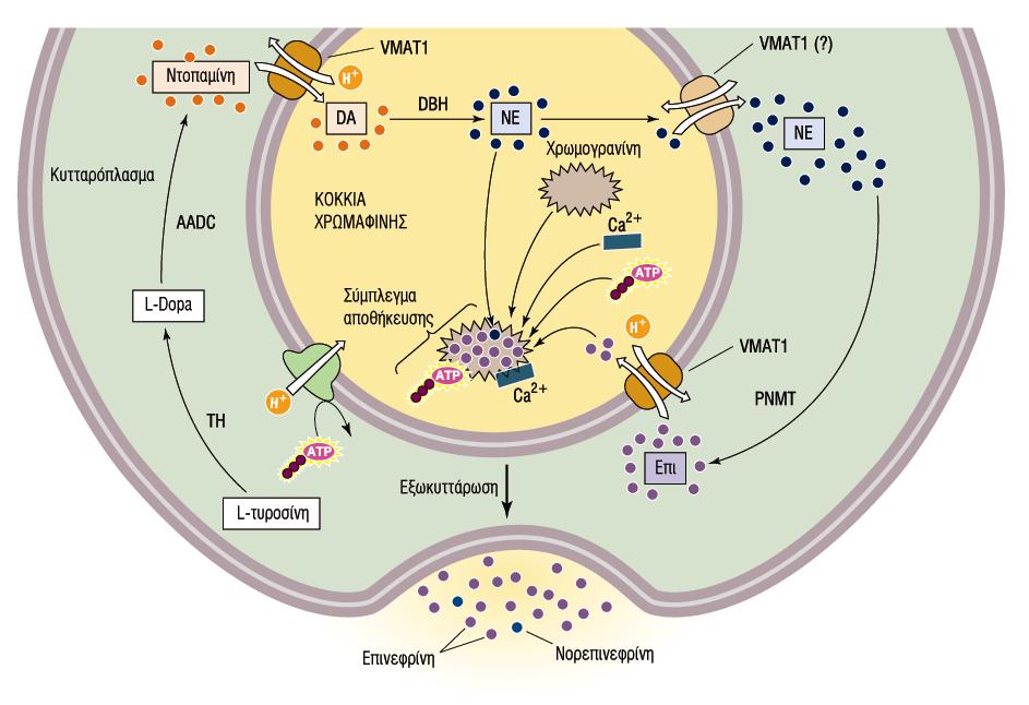 Σύνθεση & Έκκριση των Ορµονών του Μυελού των επινεφριδίων ΡΝΜΤ: Μεθυλίωση της ΝΕ Ε Επαγωγή από γλυκοκορτικοειδή