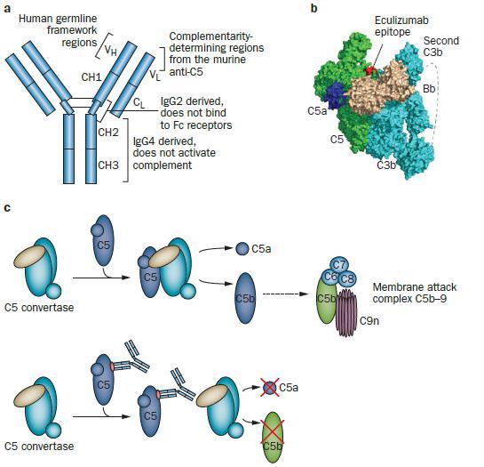 Eculizimab (anti C5) Nat.