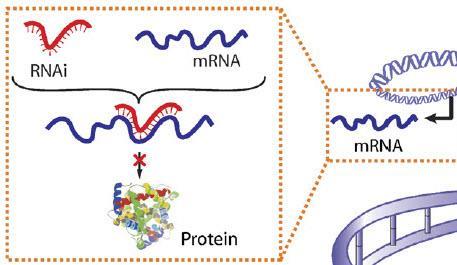 Τα MicroRNAs (mirnas) και η RNA παρέμβαση (RNA interference) πρωτεΐνη µικρά, µονόκλωνα RNA, (22 νουκλεοτίδια µήκος), δεν κωδικοποιούν