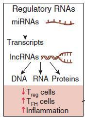 Ανωμαλίες σε μη κωδικοποιητικά ρυθμιστικά RNAs Περίπου το 98% του μεταγραμμένου ανθρώπινου γονιδιώματος δεν κωδικοποιεί πρωτεΐνες.