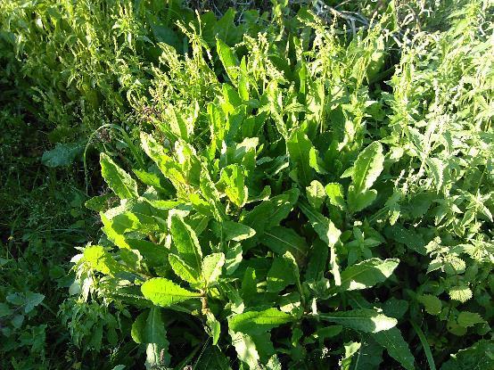 ΑΓΡΟ Urtica cfr. dioica (fam.