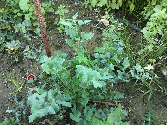 Sonchus oleraceus (fam.