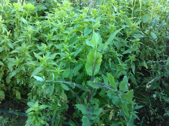 annua (fam.