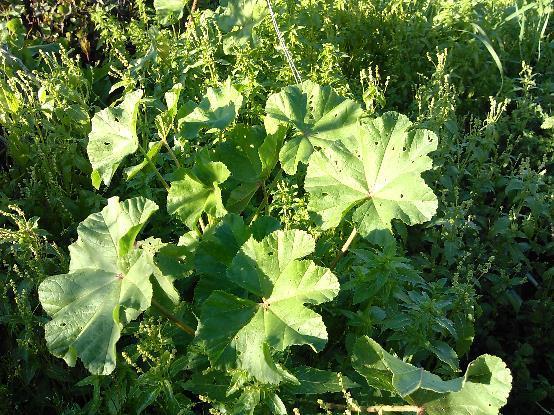 ASTERACEAE) Malva