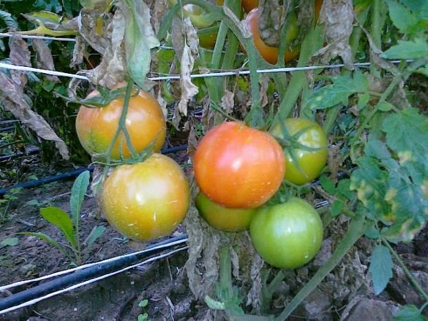 2.5 Η ΚΑΛΛΙΕΡΓΕΙΑ ΤΗΣ ΤΟΜΑΤΑΣ Η τομάτα (Solanum lycopersicum) είναι φυτό της οικογένειας των Σολανιδών (Solanaceae), ιθαγενές της Κεντρικής και Νοτίου Αμερικής.