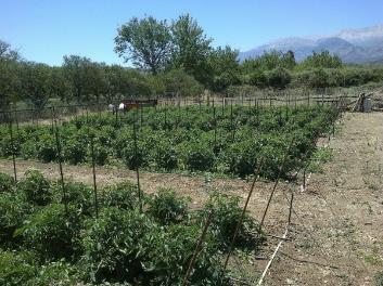 Στις 01/08/2011, εξήντα (60) φυντάνια όψιμης ποικιλίας τομάτας ανά μεταχείριση, μεταφυτεύτηκαν σε παράλληλες γραμμές στον πειραματικό αγρό (Εικ. 3.3).