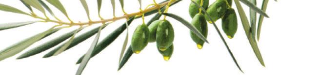 Μονοποικιλιακό εξαιρετικό παρθένο ελαιόλαδο Τσουνάτης ποικιλίας, με ελαφρώς γλυκιά γεύση. The ABEA extra virgin olive oil is derived exclusively from selected olive groves of Crete.