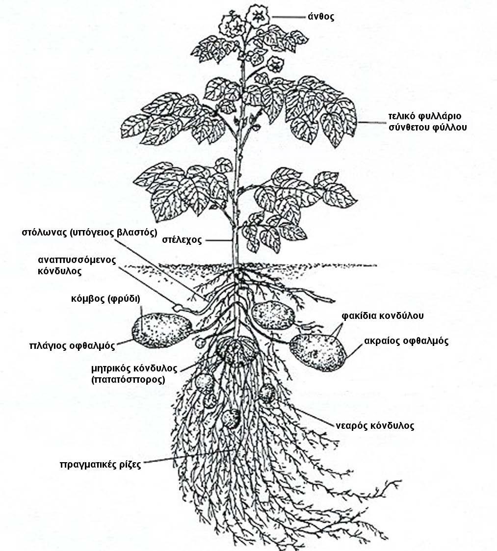 Μορφολογία του φυτού της πατάτας (στην