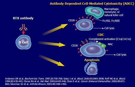 Καταστροφή του Β-λεμφοκυττάρου μέσω: Επαγόμενης από αντισώματα κυτταροτοξικότητας Ενεργοποίησης του