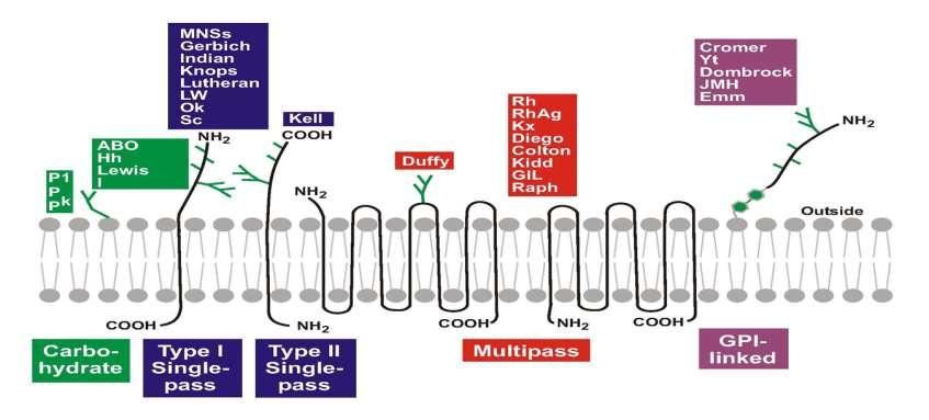 Ερυθροκυτταρικά αντιγόνα Σήμερα έχουν περιγραφεί 3 συστήματα, 35 γονίδια, 328 αντιγόνα, 114 αλλήλια και είναι γνωστοί όλοι οι πολυμορφισμοί
