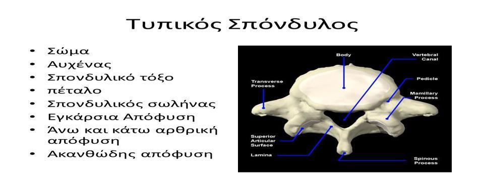 1.2.1 ΑΥΧΕΝΙΚΟΙ ΣΠΟΝΔΥΛΟΙ Οι επτά αυχενικοί σπόνδυλοι χαρακτηρίζονται για το μικρό τους μέγεθος και για την ύπαρξη ενός τρήματος σε κάθε εγκάρσια απόφυση.