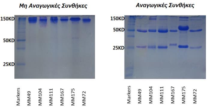 Εικόνα 22: SDS-PAGE ηλεκτροφόρηση σε πήκτωμα ακρυλαμίδης (10%) των καθαρισμένων migg σε μη αναγωγικές και αναγωγικές συνθήκες.