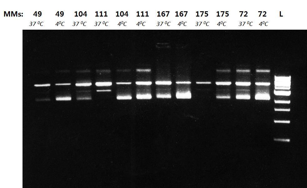 Δοκιμασία υδρόλυσης πλασμιδιακού DNA Το πλασμίδιο pbluescript II KS χρησιμοποιήθηκε για τον έλεγχο της υδρολυτικής ικανότητας των miggs.