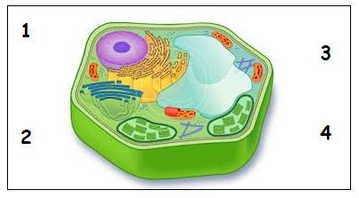 Αριθμός Οργανίδιο 1 Πυρήνας 2 Κυτταρικό τοίχωμα 3 Χυμοτόπιο 4
