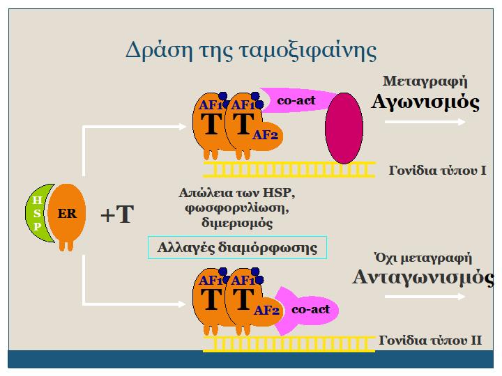 Φουλβεστράνη Aebi S, et al.