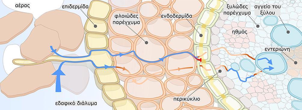 Η κίνηση του νερού από το εδαφικό διάλυμα κατά