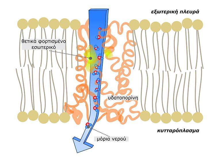 Οι υδατοπορίνες είναι μεμβρανικές πρωτεΐνες-δίαυλοι