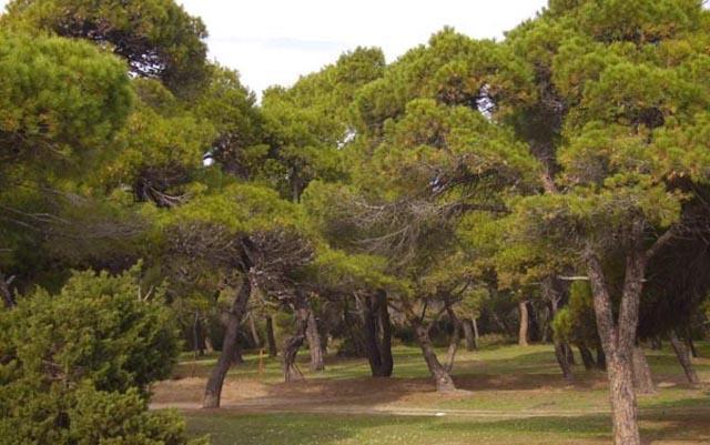Εικόνα Α.1.7: Πευκοδάσος Σχινιά. (ΠΗΓΗ: EcoView.gr). Φυσιογραφία-Μορφολογία Η περιοχή του δάσους του Σχινιά έχει πεδινό χαρακτήρα.