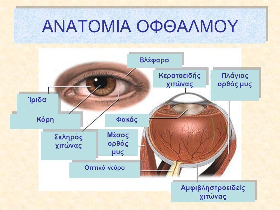 δάκρυα παροχετεύονται διαμέσου των δακρυϊκών σημείων των βλεφάρων και του άνω και κάτω δακρυϊκού σωληναρίου.