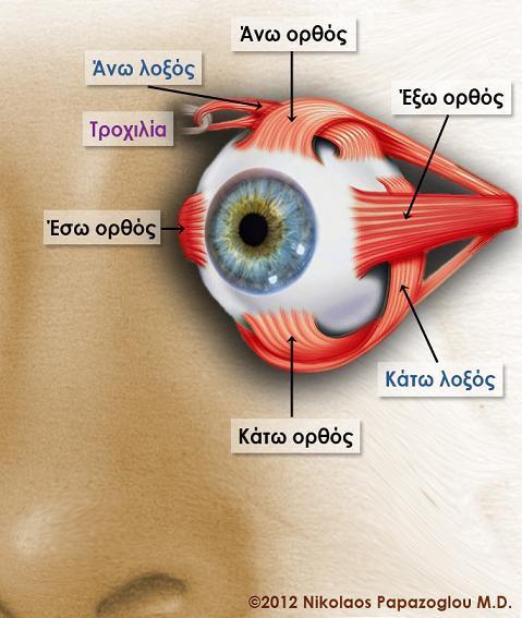 κάτω κογχικού χείλους και πορεύεται προς την κροταφική πλευρά του οφθαλμικού βολβού. Είναι ο ανελκτήρας μυς του άνω βλεφάρου.