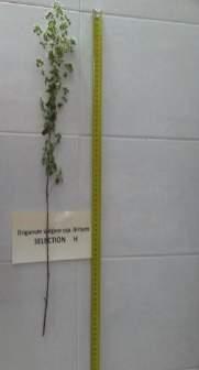 hirtum. Η PCR με τους ISSR εκκινητες πραγματοποιηθηκε σύμφωνα με τους Ganopoulos et al. (2011).