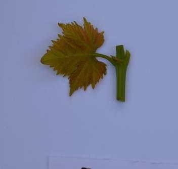 Η οικογένεια της αμπέλου (Vitaceae Juss Vittis Tournef). Γεωργία Κτηνοτροφία 3: 22-26. 2. Τρόσιν Λ. Π. 1999. Αμπελογραφία και Γενετική Βελτίωση Αμπέλου.