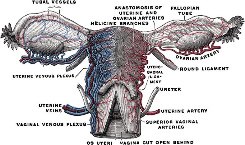 αρτηρία - [Pelage JP, Radiographics 2005] Type I Embolisation Fibroid infarction Type II Embolisation Clinical failure III Embolisation Ovarian non-target
