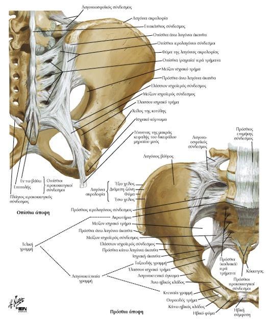 Οι σύνδεσμοι μεταξύ πυέλου και σπονδυλικής στήλης Τα τμήματα της οστέινης πυέλου συνδέονται μεταξύ τους με ισχυρούς συνδέσμους: 1.