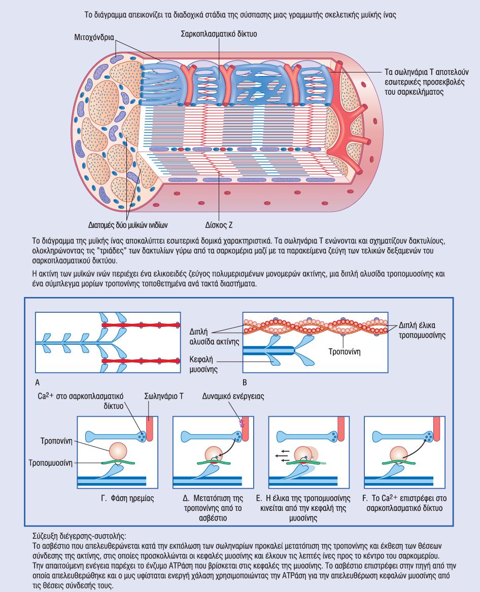 Μηχανισμός της συστολής Η μυϊκή συστολή πραγματοποιείται όταν νευρικό ερέθισμα φτάσει στην νευρομυϊκή σύναψη με αποτέλεσμα από το σαρκοπλασματικό δίκτυο να απελευθερώνονται ιόντα ασβεστίου στο