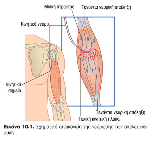 απολήξεων (Τελική Κινητική Πλάκα) η οποία είναι υπεύθυνη για τον έλεγχο της