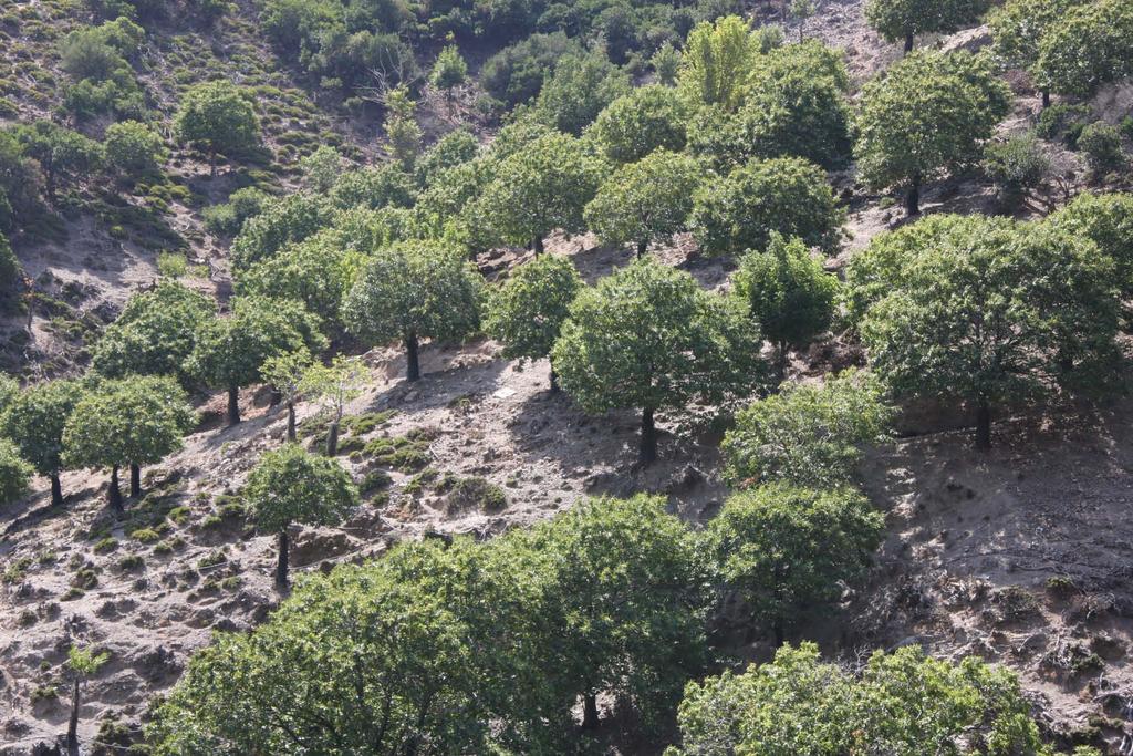 Τέτοιοι καστανεώνες αποτελούν